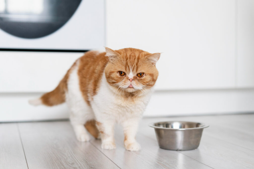 can kittens eat adult cat food