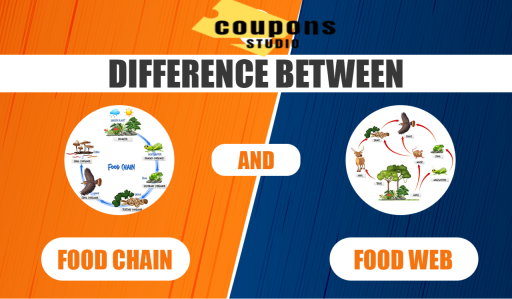 what is the difference between a food chain and a food web